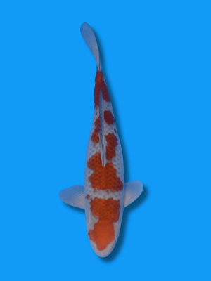 Ochiba Shigure | Koi&Co.